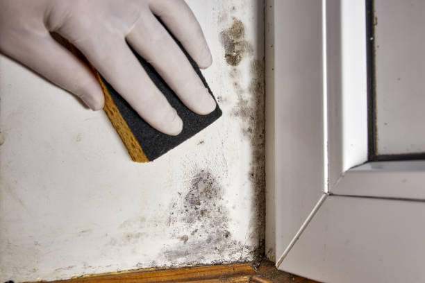 Mold Remediation for Rental Properties in Enterprise, WV